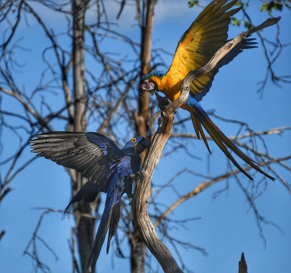 Ruzie tussen hyacintara en blauwgele ara in Wolf Camp, Brazilië